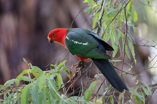 australian king parrot, king parrot, parrot, bird, feathers, plumage, alisterus scapularis, nature, animal, bill, beak, male bird, wildlife, avian, ornithology, bird watching, perched, gumtree, australian, australia