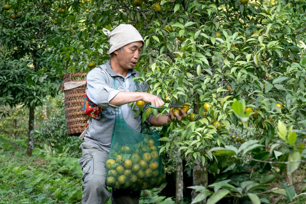 Asian man harvesting limes in a lush orchard, showcasing traditional farming practices.